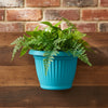 Bello Wall Plastic Planters