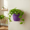 Bello Wall Plastic Planters