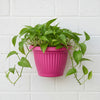 Bello Wall Plastic Planters