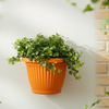 Bello Wall Plastic Planters