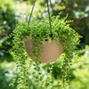 Victoria Hanging Basket Mocca Pot