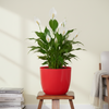Classic Garden Planter Pot