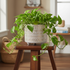Decorative Terra Art Ceramic Pot