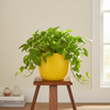 Classic Garden Planter Pot