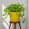 Bright Yellow Decorative Plant Pot