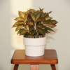 Golden Border Ceramic Pot