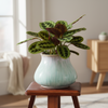 Harmony Ribbed Ceramic Planter