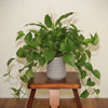 Modern Geometric Ceramic Planter Pot