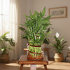 Lucky Bamboo 2-Tier