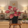 Aglaonema Red Valentine Live Plant