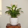 Classic White Fluted Planter Pot