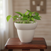 Cocoa Ceramic Pot