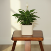 Soft Curve Ceramic Plant Pot