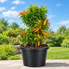 Ball Cristina Ficus Live Plant Sapling