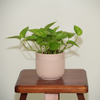 Blush Ribbed Ceramic Planter Pot