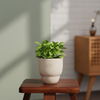 Cocoa Ceramic Pot