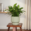 Vase Ceramic Planter