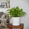 Decorative Line Patterned Ceramic Pot