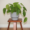 Ripple White Ceramic Planter
