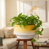 Sunrise Ombre Ribbed Ceramic Planter Pot