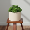 Elegant Creamy Ceramic Planter