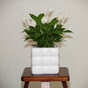 Soft Curve Ceramic Plant Pot