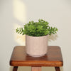 Soft Blush Vertical Ribbed Planter Pot