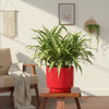 Classic Ceramic Pot