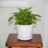 Elegant White Ceramic Pot
