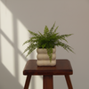 Soft Curve Ceramic Plant Pot