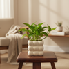 Halo Ring Ceramic Planter Pot