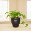 Cocoa Ceramic Pot