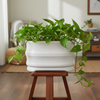 Classic White Band Ceramic Planter Pot