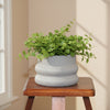 Luna Bubble Ceramic Planter Pot