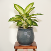 Fluted Facet Ceramic Planter