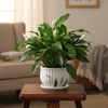 Garden Tulip Ceramic Flower Pot