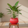 Velvet Red Ceramic Planter