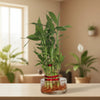 Lucky Bamboo 2-Tier
