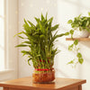 Lucky Bamboo 2-Tier