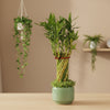 Lucky Bamboo Bonsai