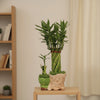 Lucky Bamboo Bonsai