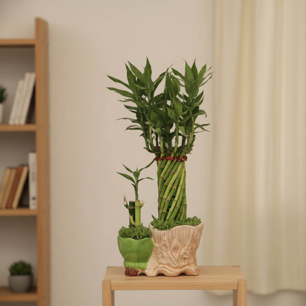 Lucky Bamboo Bonsai
