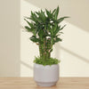 Lucky Bamboo Bonsai