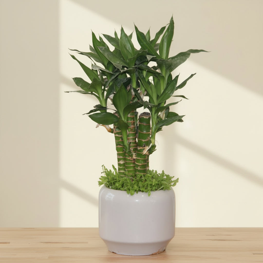 Lucky Bamboo Bonsai