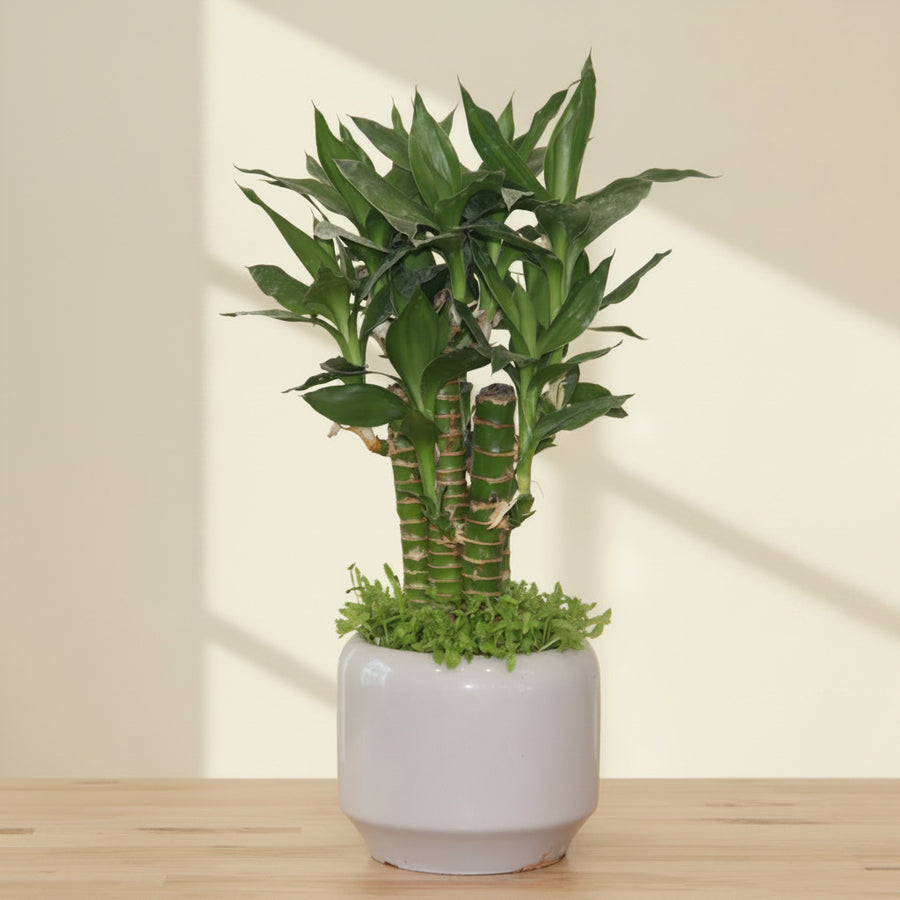 Lucky Bamboo Bonsai Verity