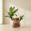 Golden Leaves with Glass Planter