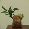 Golden Leaves with Glass Planter