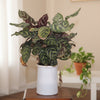 Calathea Makoyana Live Plant