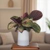 Calathea Roseoplcta Live Plant