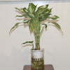 Dieffenbachia Seguine Schott